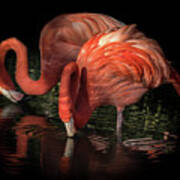 Flamingo Reflection 2 Art Print