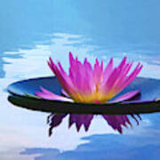Floating Purple Lotus Blossom Art Print