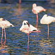 Flock Of Lesser Flamingos Art Print
