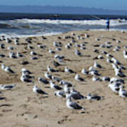 Flock Of Seagulls Art Print