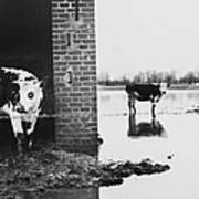 Flooded Farm At Normandy In France On Art Print