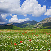Flower Filled Meadows In The Sibillini Art Print