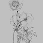 Flower Illustration Ii Art Print