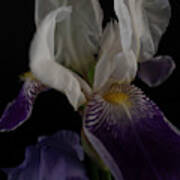 Flowing Iris Art Print