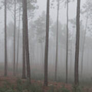 Fog In The Pines Art Print