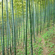 Footpath In Bamboo Forest Art Print