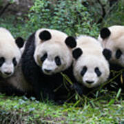 Four Giant Pandas In A Row Art Print