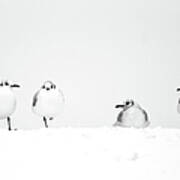 Four Seagulls In Snow Art Print