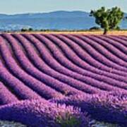 France, Provence-alpes-cote D'azur, Provence, Valensole, Lavender Fields Near Valensole Art Print