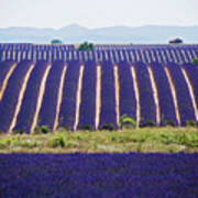 France, Provence-alpes-cote D'azur, Valensole, Provence, Alpes-de-haute-provence, Lavender Field Art Print