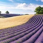 France, Provence-alpes-cote D'azur, Valensole, Vaucluse, Rows Of Lavender And A Field Of Wheat On The Plateau De Valensole Art Print