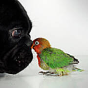 French Bulldog And Lovebird Art Print