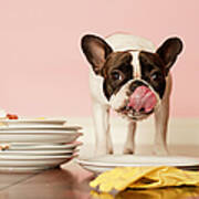 French Bulldog Licking Dirty Dishes Art Print