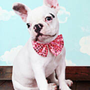 French Bulldog Puppy With Pink Bow Tie Art Print