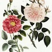 French Rose, Rosa Gallica, And Flesh-colored Pink Rose. By Friedrich Johann Bertuch. Art Print