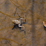 Frog Floating In Water Art Print