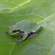 Frog On Leaf Art Print