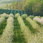 Fruit  Orchard Blooming In Springtime Art Print