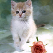 Fs1853 Kitten & Pink Rose Art Print