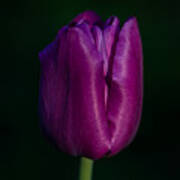 Fuchsia Tulip Art Print