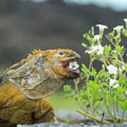 Galapagos Land Iguana Eating Flowers Art Print