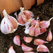 Garlic Cloves Art Print
