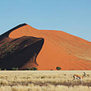 Gazelle Passing Sand Dune Art Print