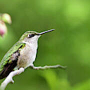 Gentle Hummingbird Art Print