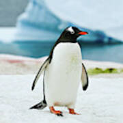 Gentoo Penguin Antarctica Art Print