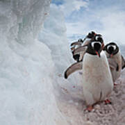 Gentoo Penguins Using A Well Worn Art Print