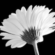 Gerbera Art Print