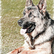 German Shepherd Dog - Dwp1350428 Art Print