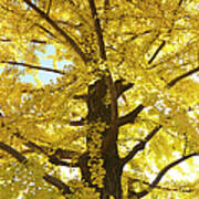 Gingko Tree In Autumn, Tokyo Art Print