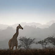 Giraffe In The Mist Art Print