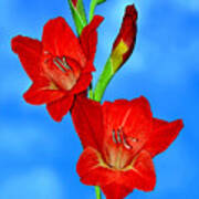 Gladioli In The Sky By Kaye Menner Art Print