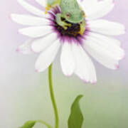 Glass Tree Frog And Africian Daisy Art Print