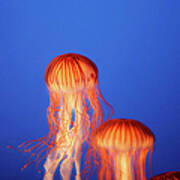 Glowing Jellyfish Under Water Art Print