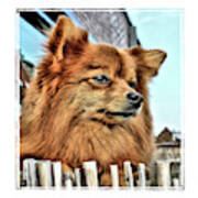Golden Pomeranian Dog Art Print