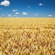 Golden Rye Field Over Blue Sky Art Print