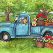 Goldens In Blue Truck With Flowers Art Print