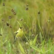 Goldfinch In Summer Art Print