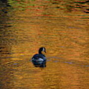 Goose Swimming In Autumn Colors Art Print