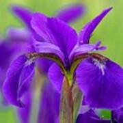 Gorgeous Irises Art Print