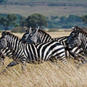 Grants Zebras, Kenya Art Print