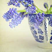 Grape Hyacinth Muscari In China Cup Art Print