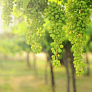 Grapes In Organic Vineyard Art Print