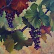 Grapes On Vine Art Print