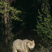 Gray Wolf In The Northwest Territories Canada Art Print