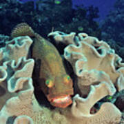 Greasy Grouper Sheltering In Mushroom Leather Coral . Art Print