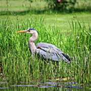 Great Blue Heron Art Print